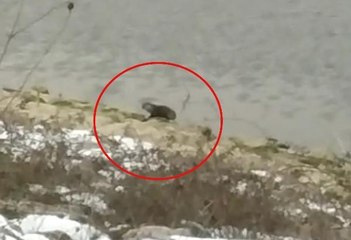 Bursa'da Boğazköy Barajı'nda su samuru görüldü