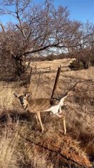 Man Stops to Help Deer Caught in Fence