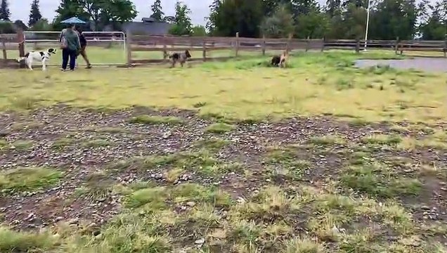 German Shepherd Aggressively Attacks Pitbull [OFF LEASH DOG PARK]