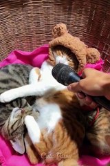 VIDEO LUCU HEWAN YANG BIKIN NGAKAK KALII FUNNY VIDEOS