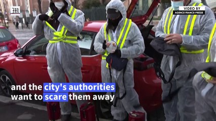 Magical but messy- Rome scares off its starlings