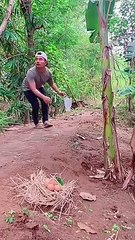 MALING TELOR AYAM BIKIN NGAKAK SEKAMPUNG