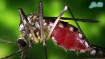 Loài Muỗi & Những Món Ăn Được Chế Biến Từ Muỗi