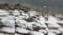 Bursa'da barajda su samuru görüldü