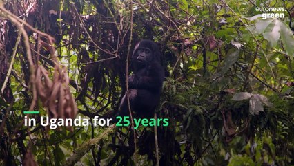 Meet the wildlife vet saving Uganda’s endangered gorillas