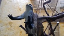 How animals live in a modern private zoo