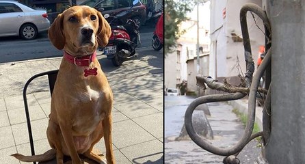 Açıkta bırakılan elektrik kabloları köpeği öldürdü