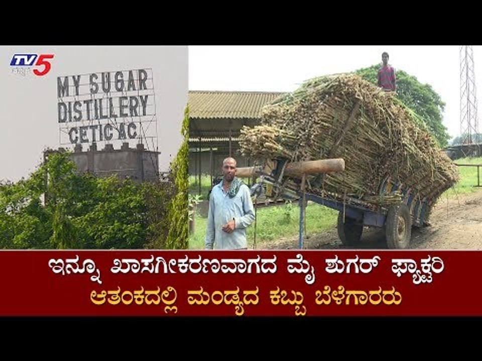 ಇನ್ನೂ ಖಾಸಗೀಕರಣವಾಗದ  ಮೈ ಶುಗರ್​ ಫ್ಯಾಕ್ಟರಿ ಆತಂಕದಲ್ಲಿ ಮಂಡ್ಯ ಕಬ್ಬು ಬೆಳೆಗಾರರು  | Mandya  | TV5 Kannada