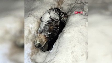 1.5 metre karın içine gömülen eşeğini donmaktan son anda kurtardı
