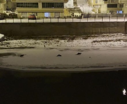 Son dakika haberleri | BUZ TUTAN ÇORUH'TA SU SAMURLARININ BALIK AVI KAMERADA