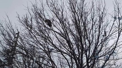 Köpekten kaçıp ağaca çıkan kediyi itfaiye kurtardı