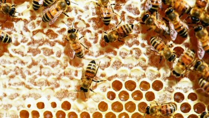 Why and how honeybees make honey.