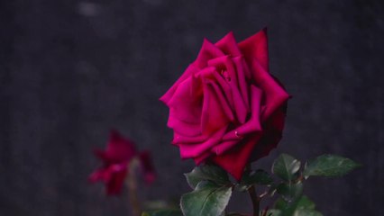 Why do flowers smell good.