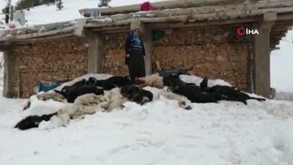 Adana'da besici ailenin 350 küçükbaş hayvanı telef oldu