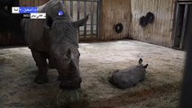 حديقة حيوانات أمنيفيل في فرنسا تحتفي بولادة وحيد قرن جديد