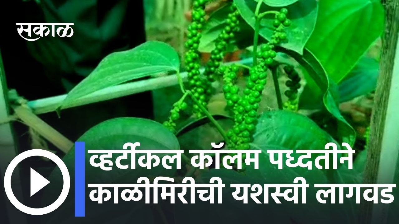 Successful planting of black pepper lव्हर्टीकल कॉलम पध्दतीने काळीमिरीची यशस्वी लागवड | Sakal Media