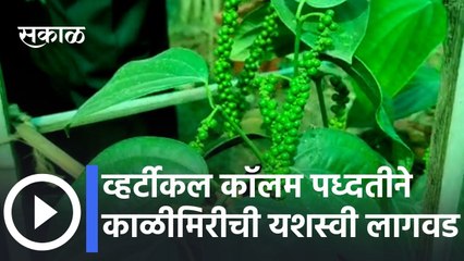 Successful planting of black pepper lव्हर्टीकल कॉलम पध्दतीने काळीमिरीची यशस्वी लागवड | Sakal Media