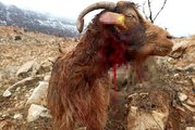 Siirt'te kurt sürüsü ahıra saldırdı... 3 keçi telef olurken, 5 keçi yaralandı