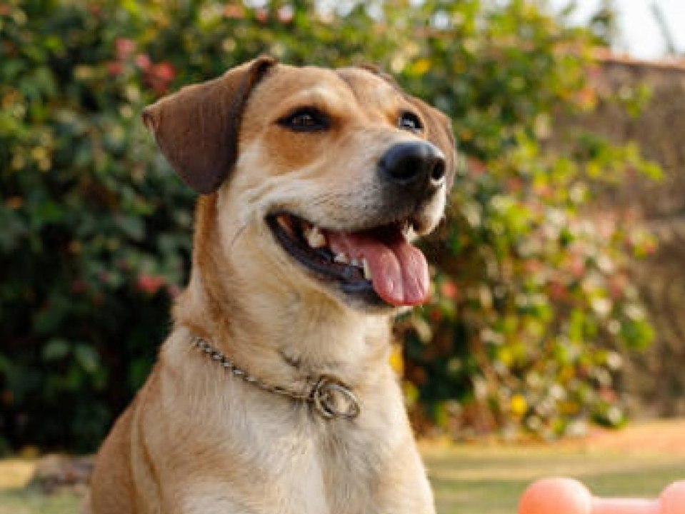 Beliebteste Hunderassen: Das sind Deutschlands Top Fünf