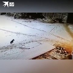 Ataque de lobo en Siberia