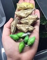 Feuilles, fruits ou insectes... alors