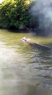 Ce crocodile géant a trouvé de quoi manger pour le diner