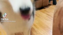 Dog Funny Video me