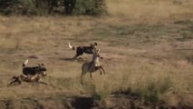 Wild_dogs_Hunting_Waterbuck  anjing aprika memangsa rusa besar