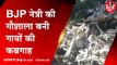 MP में गायों की मौत का कुआं: BJP नेत्री की गौशाला में कंकाल, सड़क पर उतरे लोग