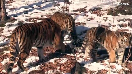 Los tigres de Amur, la gran atracción del parque Primorskiy de Vladivostok, símbolo del año del tigr