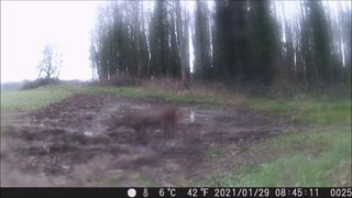 Chevreuils filmés de jour et de nuit avec une caméra piège