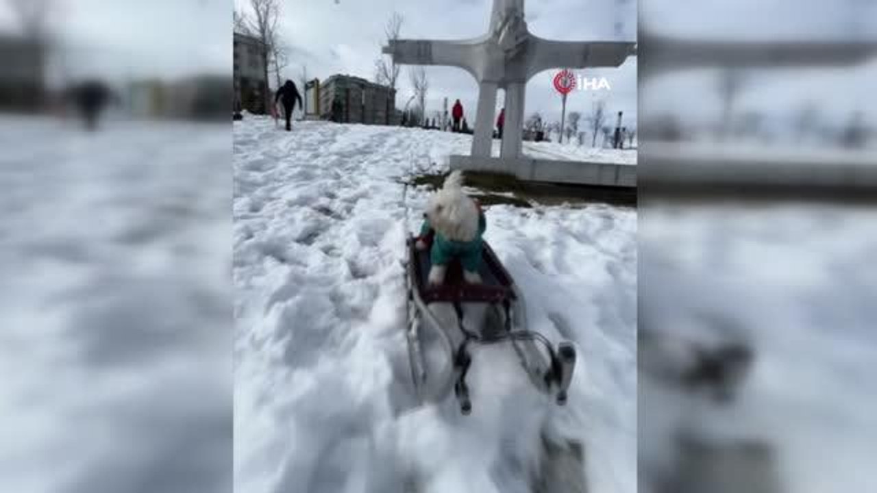 Köpeğin karda kayak keyfi kamerada
