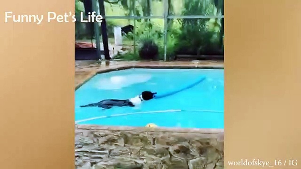 Aww So Funny | Cute Cats And Dogs