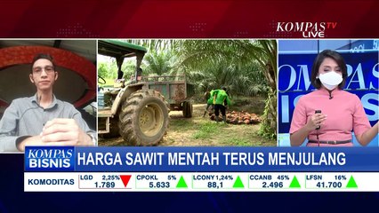 Harga CPO Terus Meningkat, Apa Dampaknya ke Emiten Sawit?