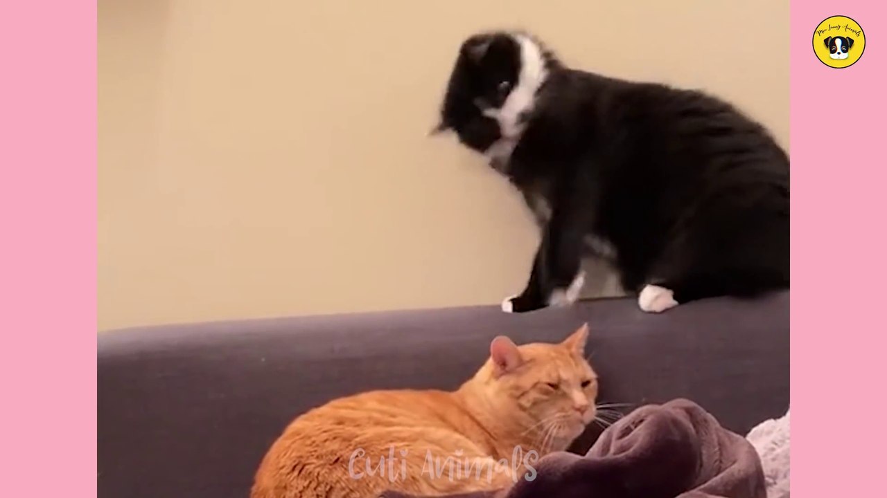 FUNNY ANIMALS #3