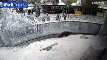 Hayvanat bahçesinde korkunç olay! 3 yaşındaki kızını ayının önüne attı
