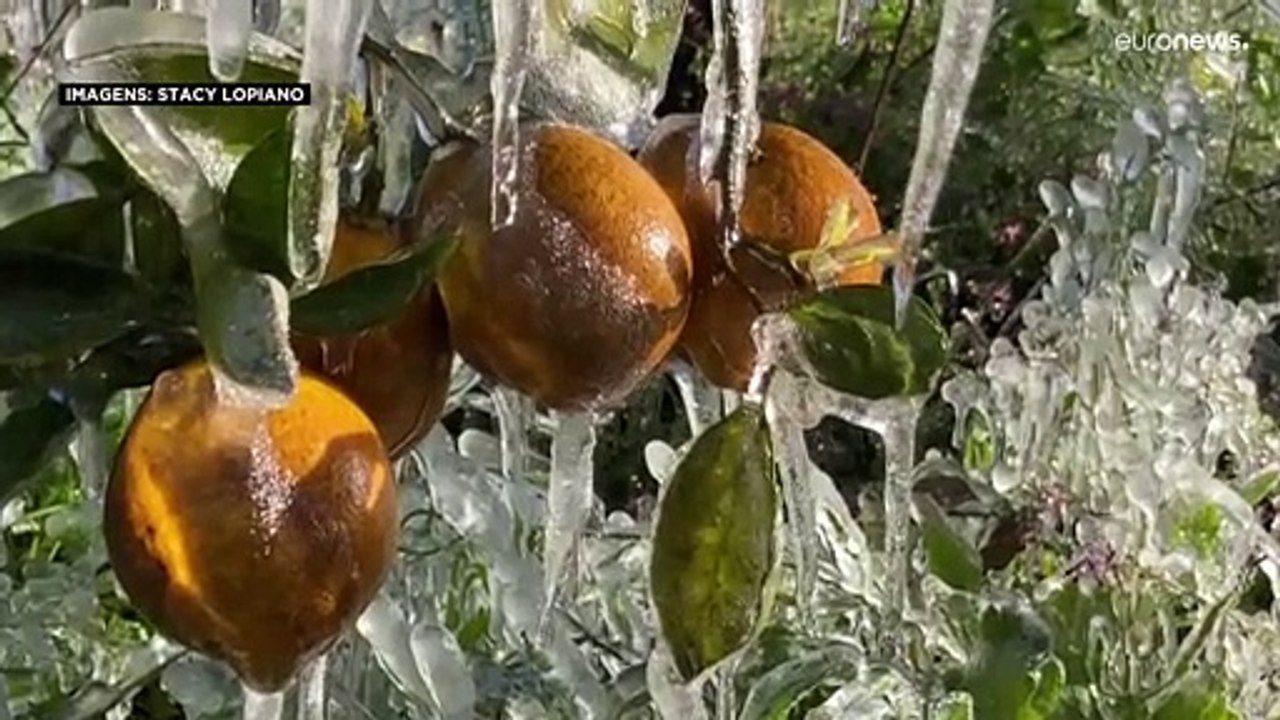 Inverno rigoroso na Florida