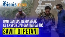 Simalakama DMO DPO Sawit, Harga TBS dan ekspotAnjlok!