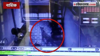 नाशिक आणि चिखलदरा इथे भर वस्तीत बिबट्याचा मुक्त वावर