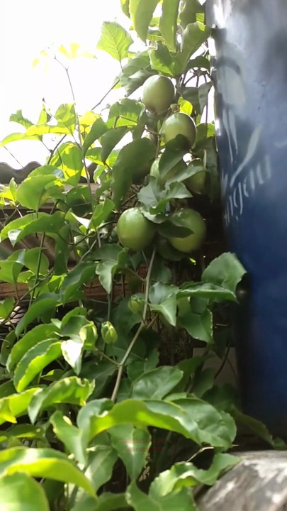 pohon markisa manis di belakang rumah