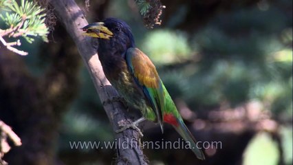 Great Hill Barbet nesting in a tree cavity