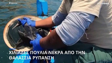 Περού: Πουλιά πεθαίνουν εξαιτίας πετρελαιοκηλίδας