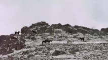 AFYONKARAHİSAR - Kumalar Dağı'nda karlar altında yiyecek arayan yılkı atları görüntülendi