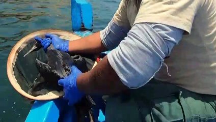 Ölpest: Seevögel sterben vor Peru