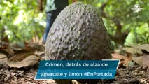Aguacateros y limoneros, en la mira del crimen #EnPortada