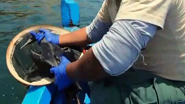 Экологическая катастрофа в Перу: бакланы гибнут от разлива нефти