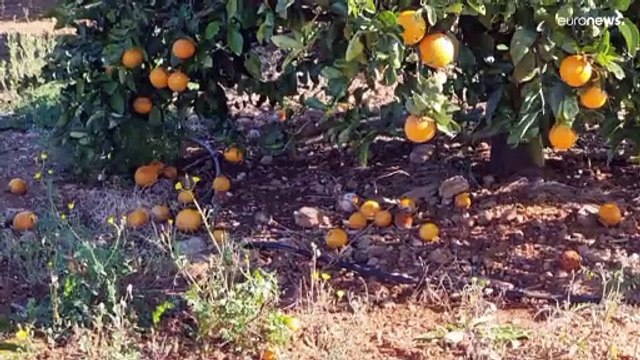 Los productores de naranjas españoles, desesperados ante la competencia desleal africana