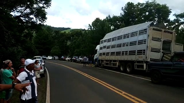 Caminhão carregado com porcos tomba na PR-090; veja