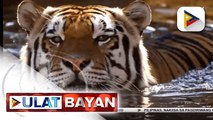 Mga masusuwerteng animal signs ngayong Year of the Water Tiger