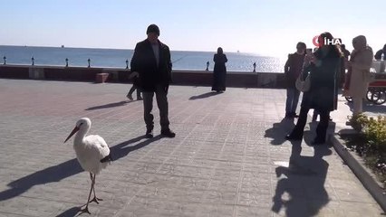 Bu leylek uçmayı unuttu...Her yere yürüyerek gidiyor